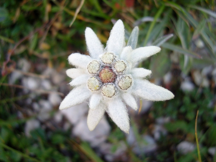 EDELWEISS