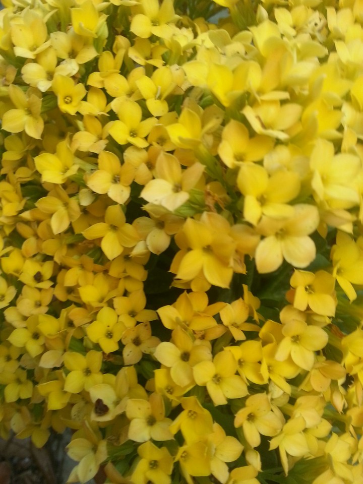 yellow flowers