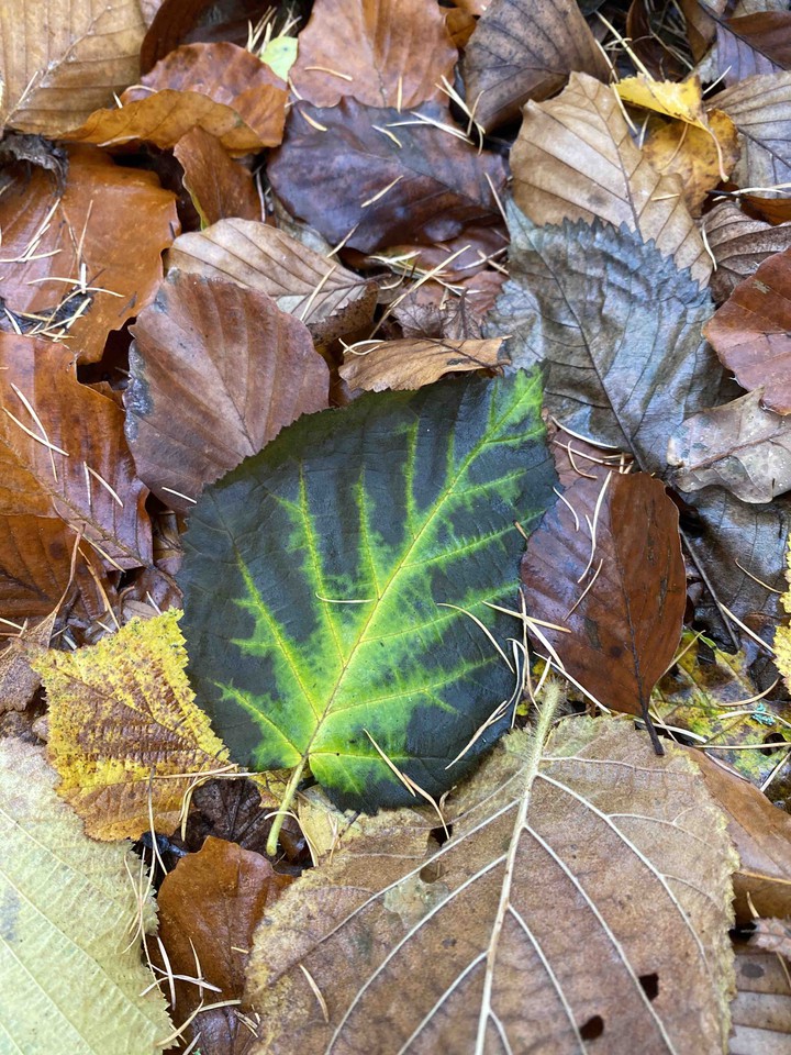 Herbst