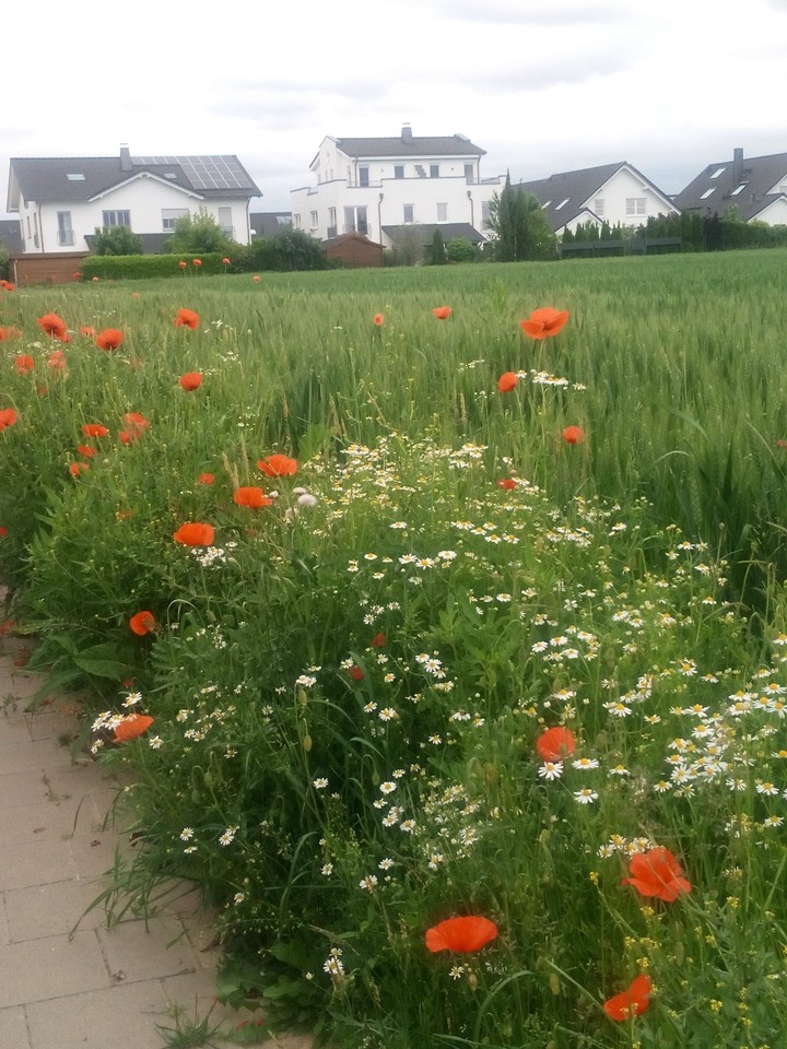 Frühling, Feldblumen