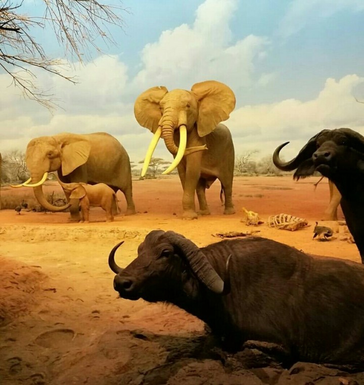 Natural History Museum of LA