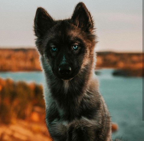 tervuren, snout वॉलपेपर