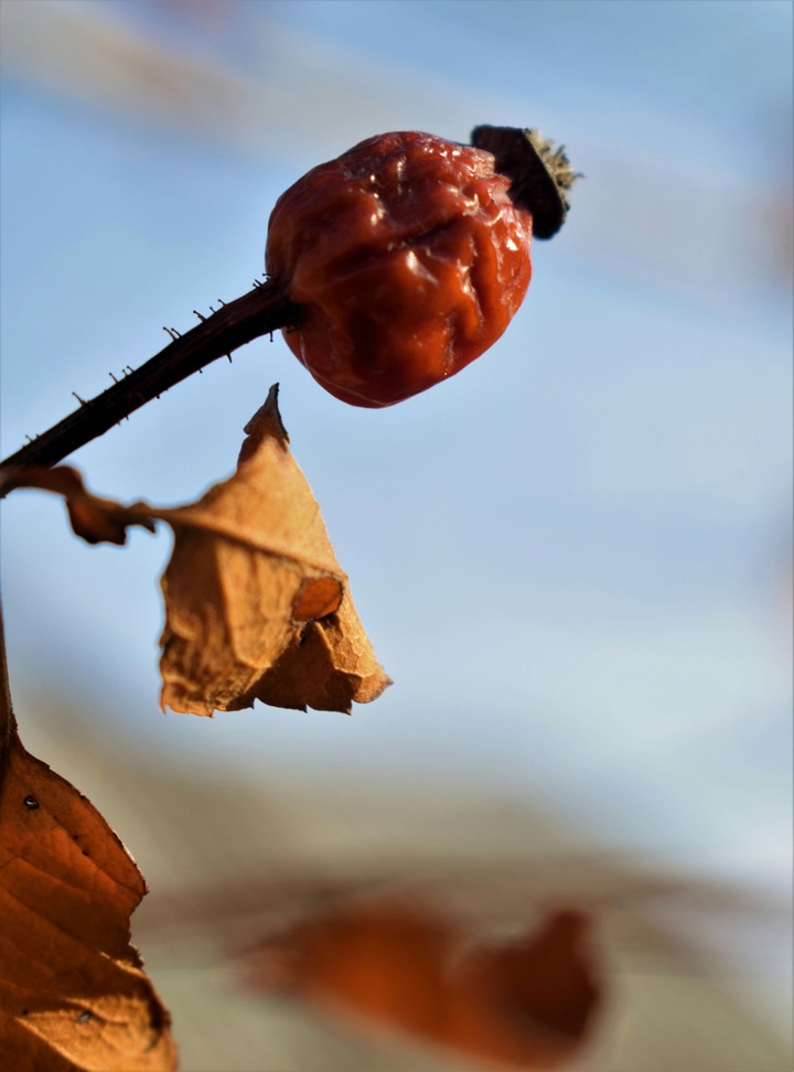 rosehip