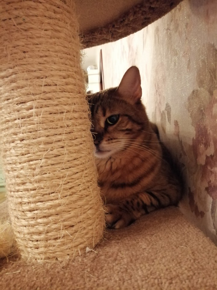 cat