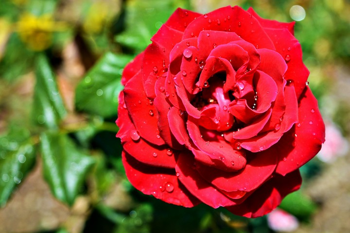 flower