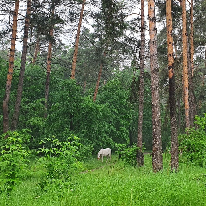 forest