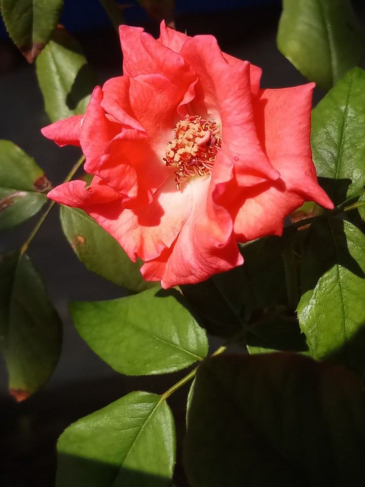 rose