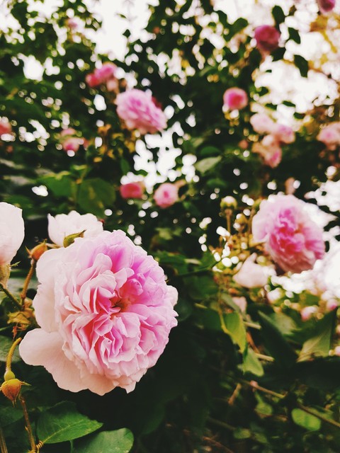 flowers