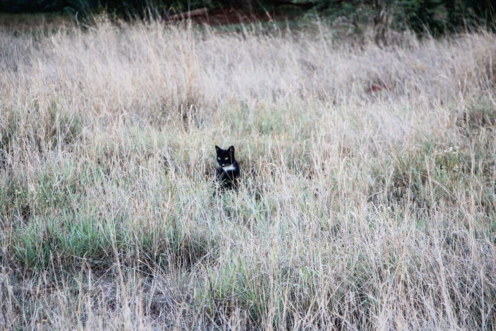 On the Hunt