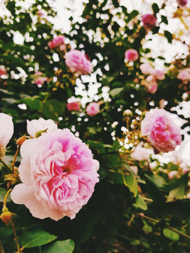 flowers