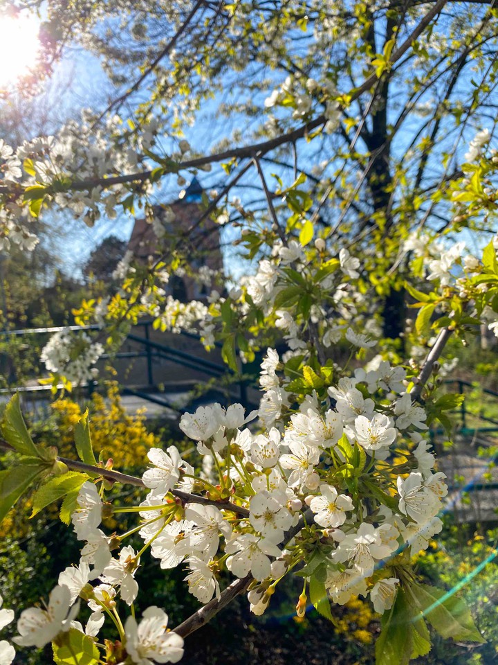 spring