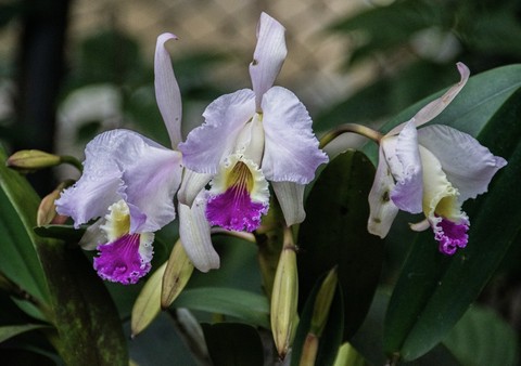 flower, plant duvar kağıtları