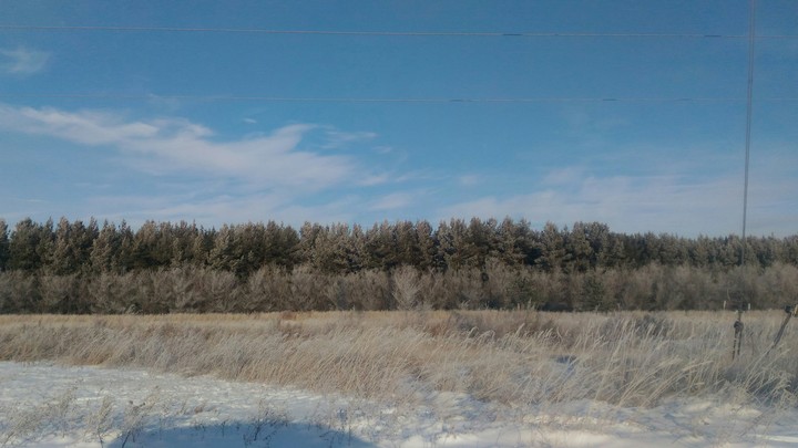 лес зима
