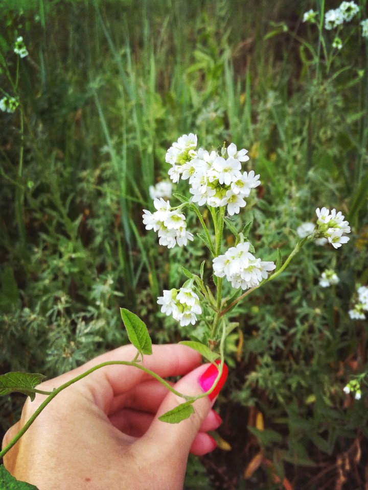 White flowers