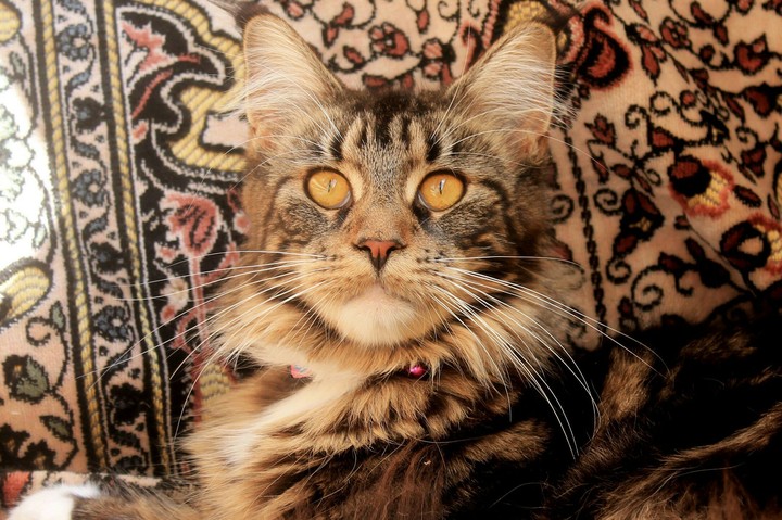 maincoon