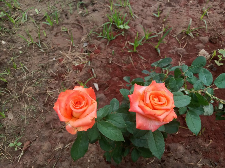 LOVELY ROSES