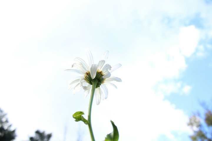 Flor blanca