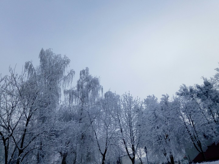 Beautiful trees