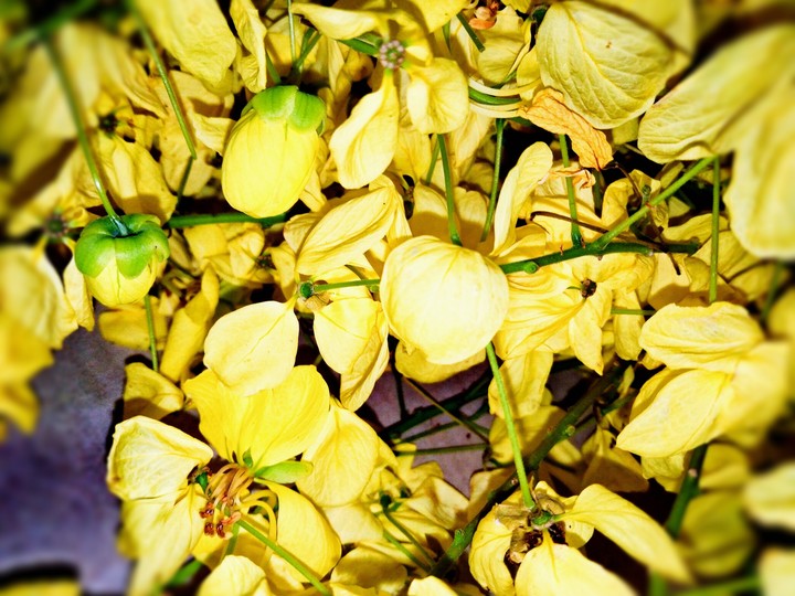 gold dropss