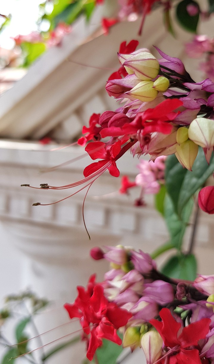 Flowers are just royal .