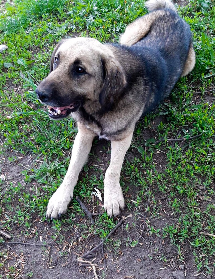 dog