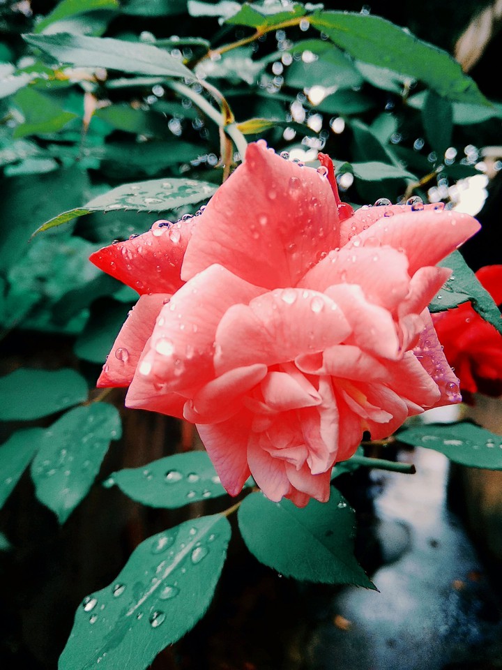 garden rose