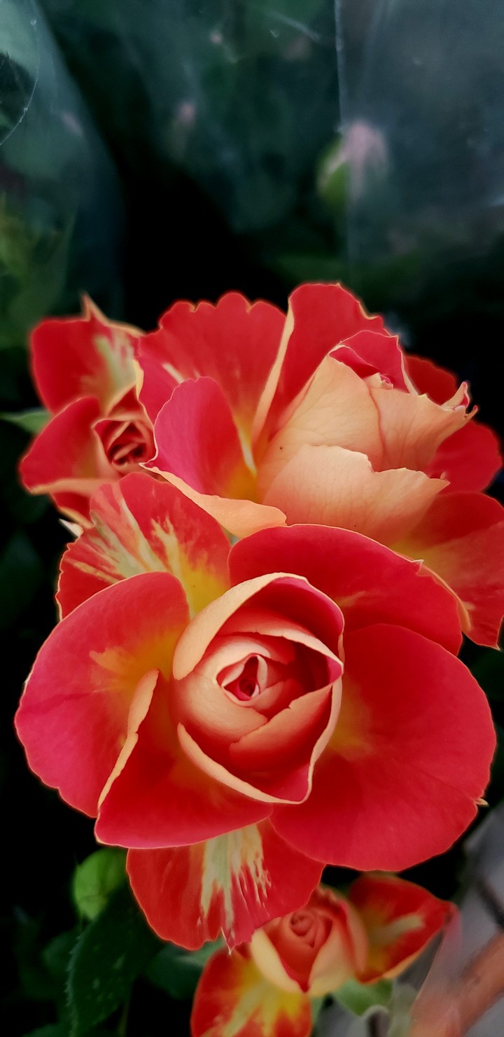 Roses