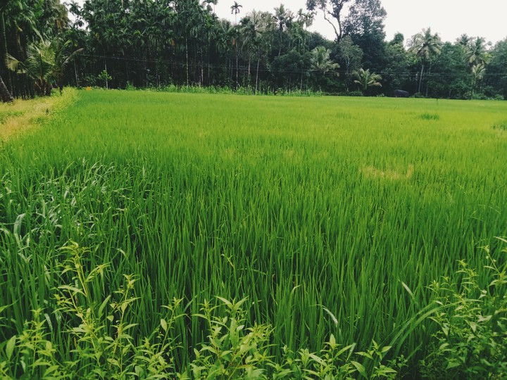 rice