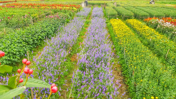 flower spring