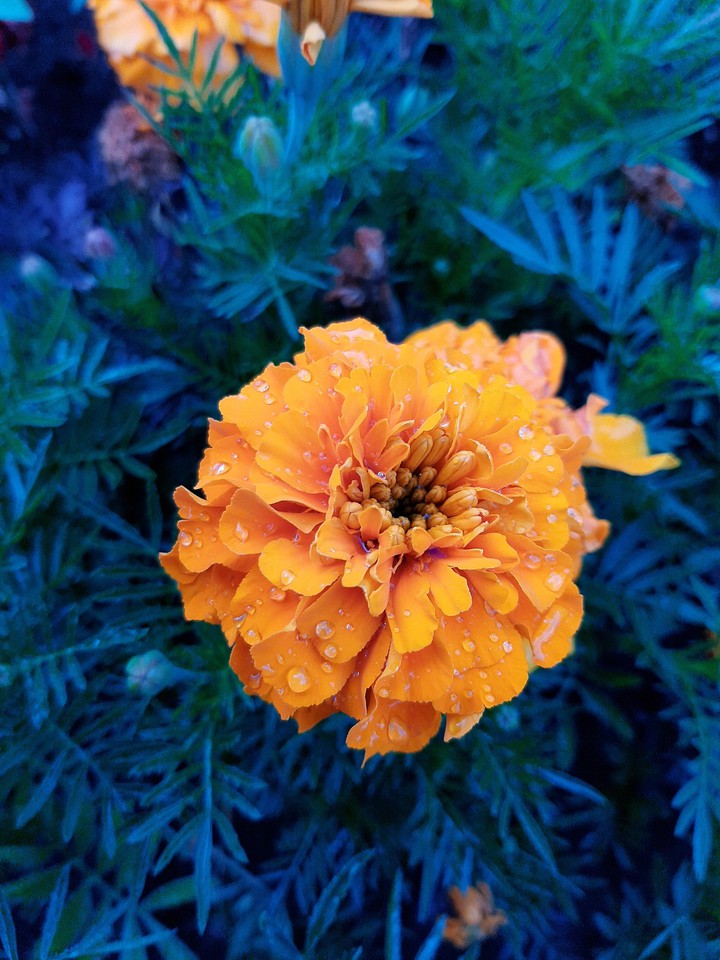 yellow flower
