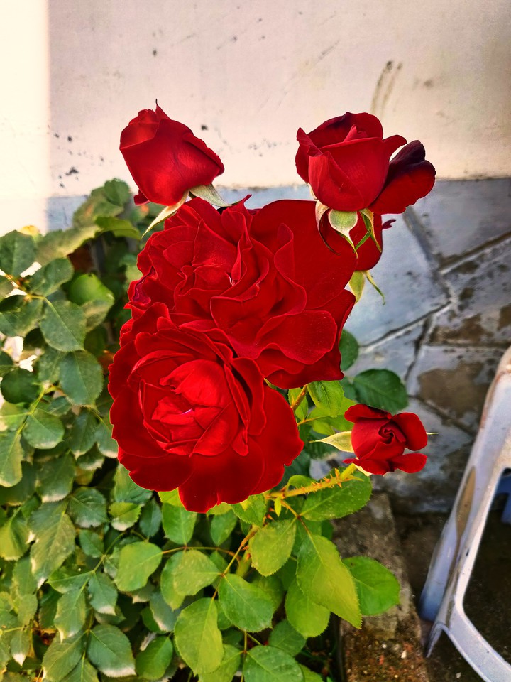 roses
