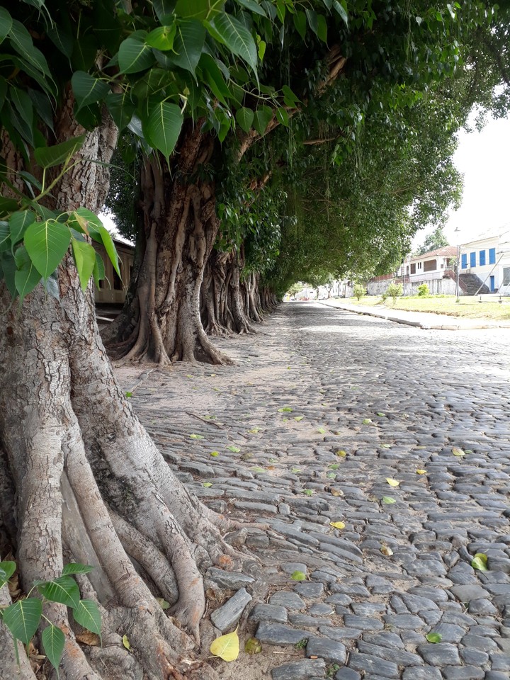vassouras city area arborizada