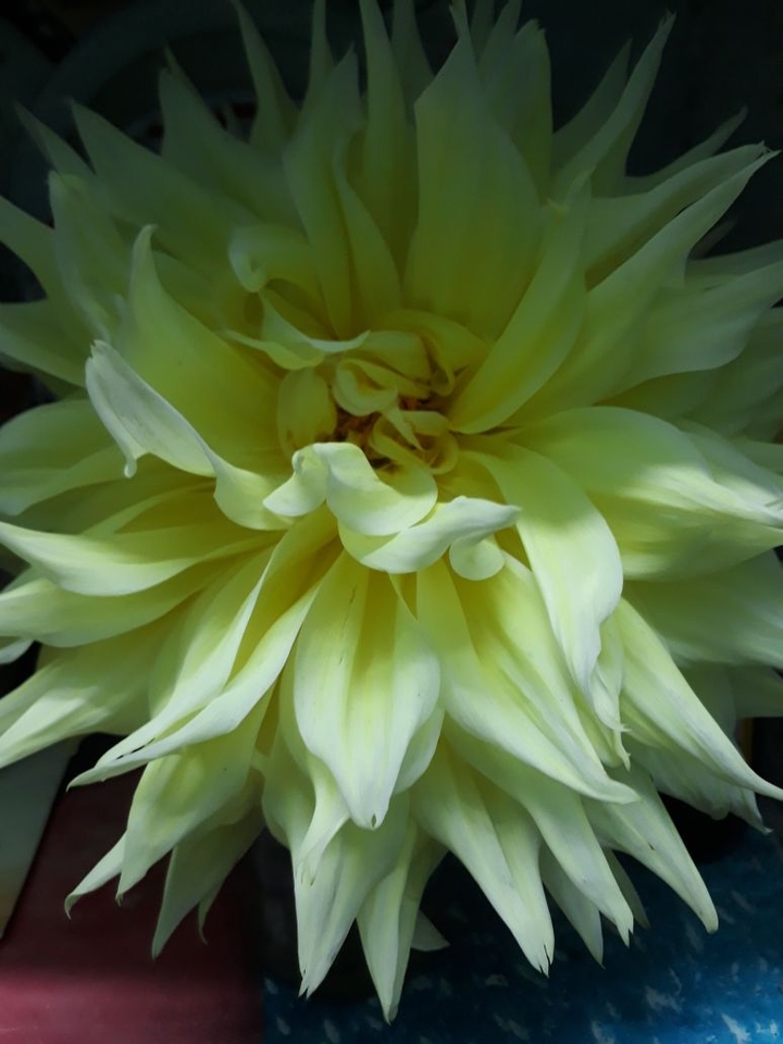 Dalia