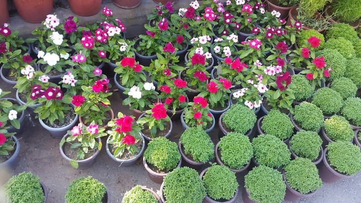Flowers