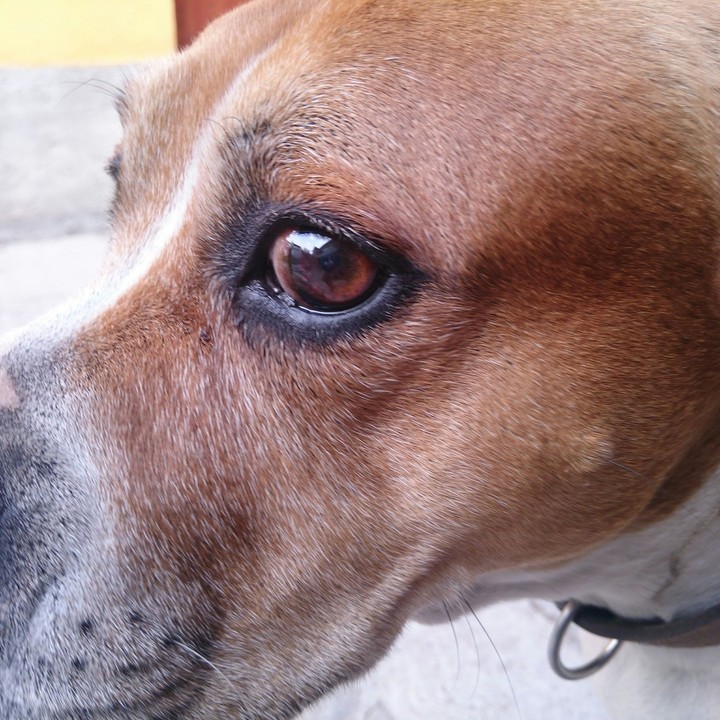 Perro 