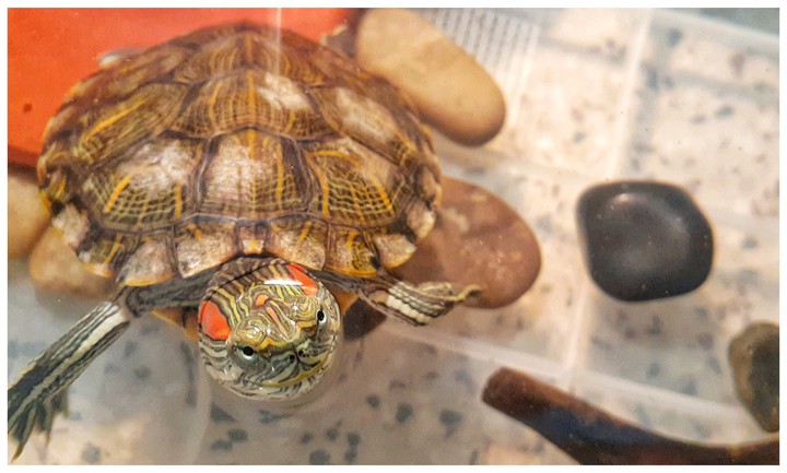 turtle