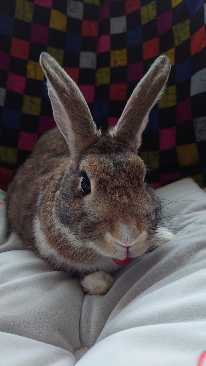 CHERRYRABBIT (1)