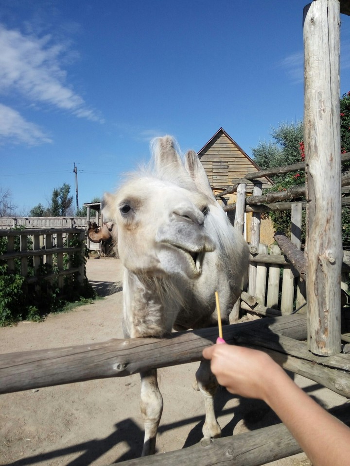 Camel;)