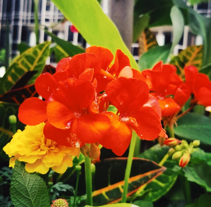 flower
