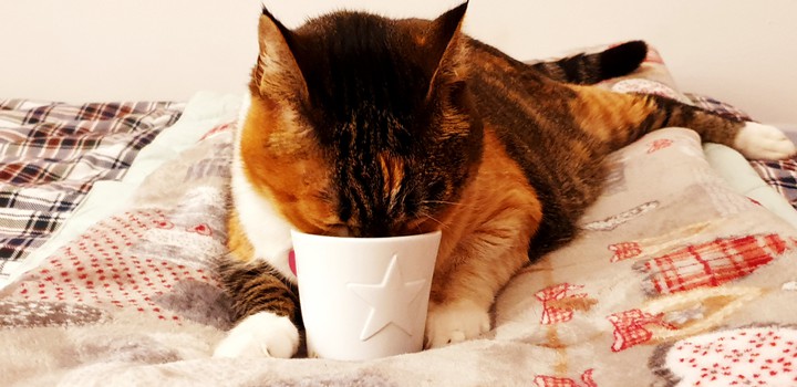 the drink
