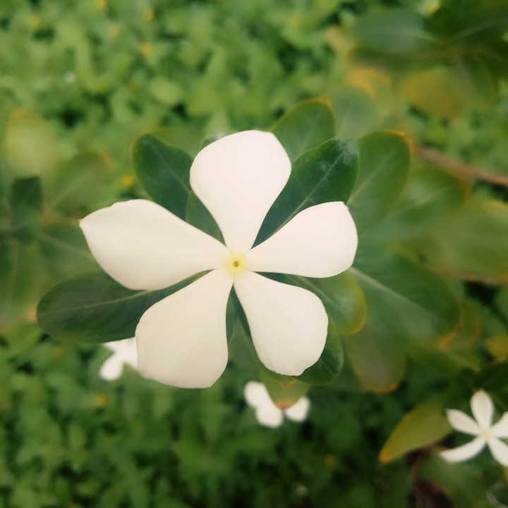 White Beauty