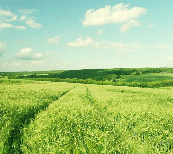 green field