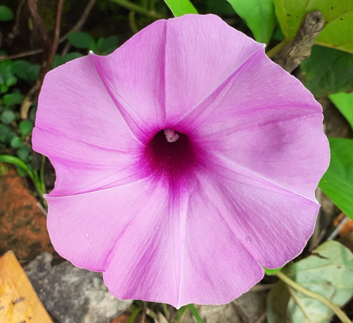 best flower