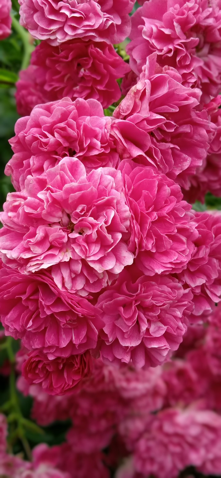 summer flowers