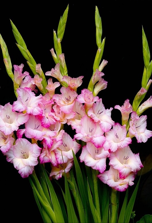gladiolus