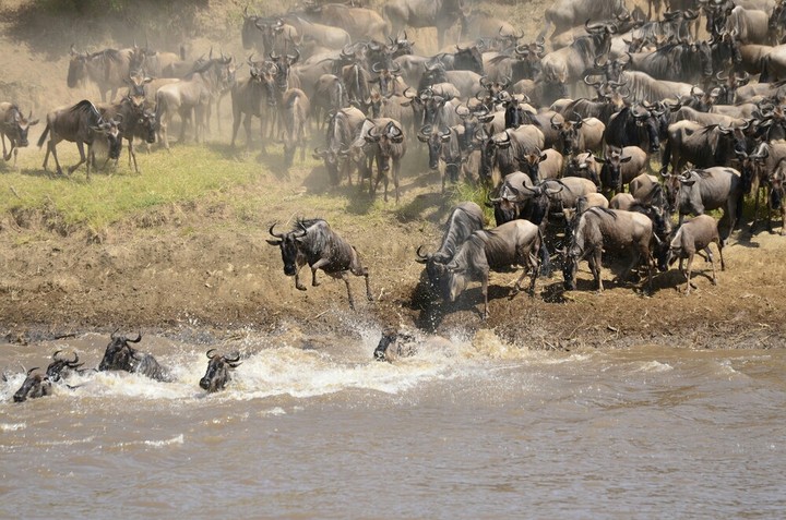 animals