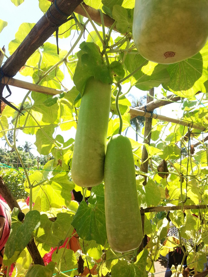 gourd