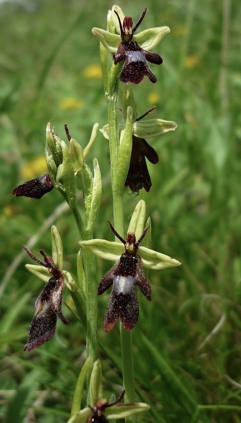 רקעים flower, plant