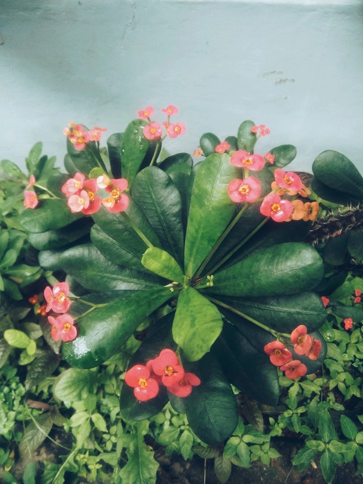 Euphorbia milii (The Crown Of Thorns)