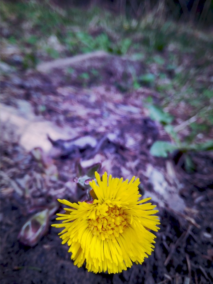 yellow&flower